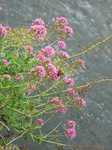 19053 Butterfly on flowers.jpg